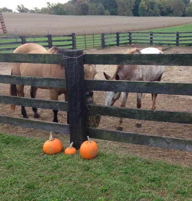 Horse pumpkin 2